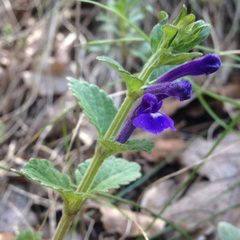 Scutellaria dumetorum