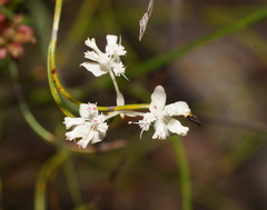 Xanthosia atkinsoniana