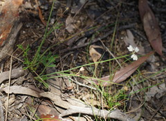 Xanthosia atkinsoniana