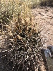 Coryphantha robustispina uncinata