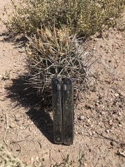 Coryphantha robustispina uncinata