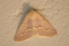 Sabulodes spoliata