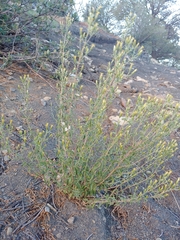 Brickellia brachyphylla