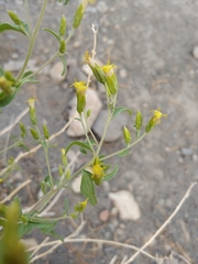 Brickellia brachyphylla