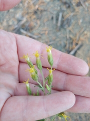 Brickellia brachyphylla