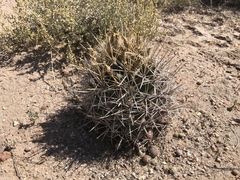 Coryphantha robustispina uncinata
