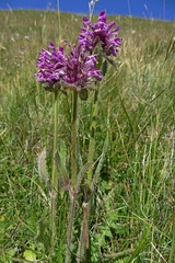 Betonica hirsuta
