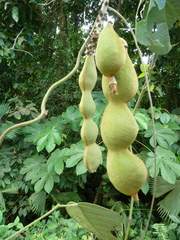 Mucuna holtonii