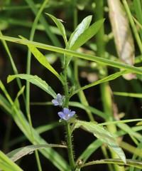 Hydrolea quadrivalvis