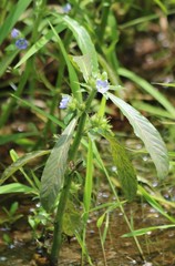 Hydrolea quadrivalvis