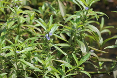 Hydrolea quadrivalvis