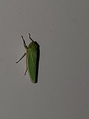 Draeculacephala noveboracensis