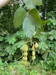 Mucuna holtonii