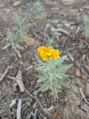 Picradeniopsis oppositifolia