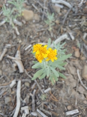 Picradeniopsis oppositifolia