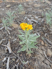 Picradeniopsis oppositifolia
