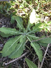 Sonchus megalocarpus