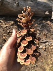 Pinus monticola