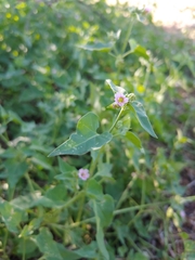 Mirabilis oxybaphoides