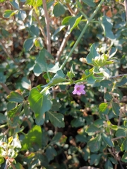 Mirabilis oxybaphoides