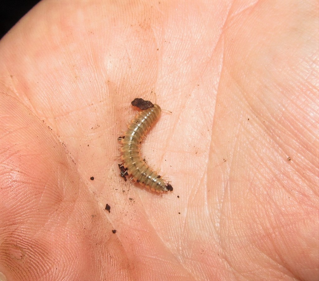 Morrison’s Twisted-Claw Millipede