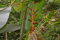 Heliconia pogonantha