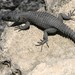 Black Girdled Lizard - Photo (c) markus lilje, some rights reserved (CC BY-NC-ND)