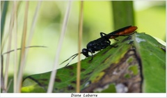 Protichneumon grandis