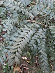 Cnestis polyphylla