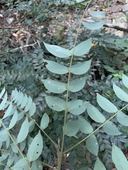 Cnestis polyphylla