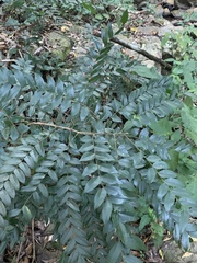 Cnestis polyphylla