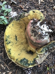 Caloboletus frustosus