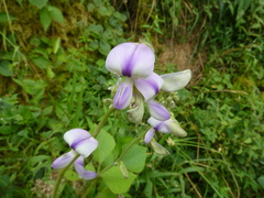 Oxyrhynchus trinervius