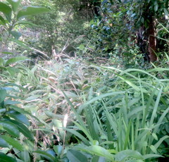 Crocosmia × crocosmiiflora