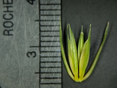 Elymus curvatus