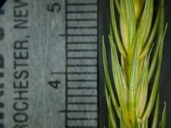 Elymus curvatus