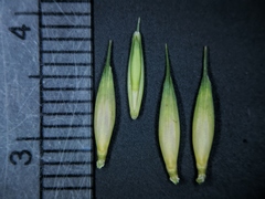 Elymus curvatus
