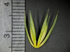 Elymus curvatus