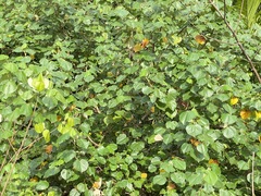 Hibiscus tiliaceus pernambucensis