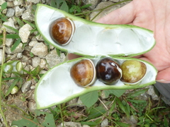 Oxyrhynchus trinervius