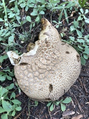 Caloboletus frustosus