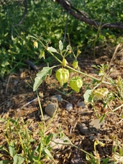 Physalis fendleri
