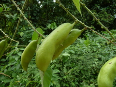 Oxyrhynchus trinervius