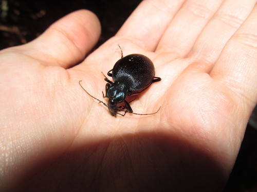 Bereft Snail-eating Beetle photo 3