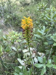 Platanthera integra