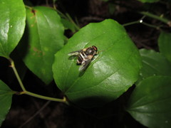 Goniops chrysocoma