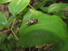 Goniops chrysocoma