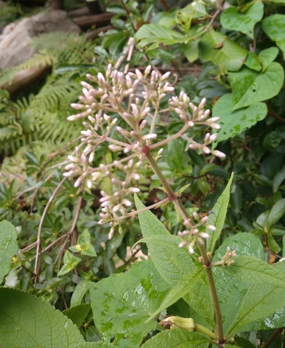 Eupatorium purpureum iNat (3)