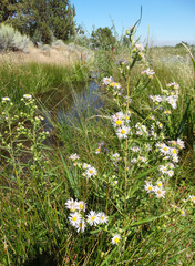 Symphyotrichum bracteolatum