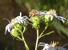 Symphyotrichum bracteolatum